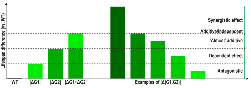 Figure 1. Explanation of synergistic and antagonistic relationships