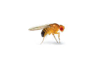 Drosophila melanogaster